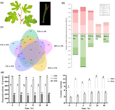 The transcription factor FcMYB3 responds to 60Co γ-ray irradiation of axillary buds in Ficus carica L. by activating the expression of the NADPH oxidase, FcRbohD